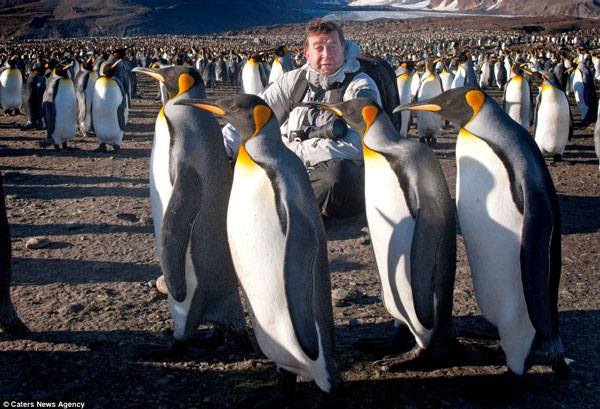 Picture 1 of The penguin swarms on the uninhabited island without ice
