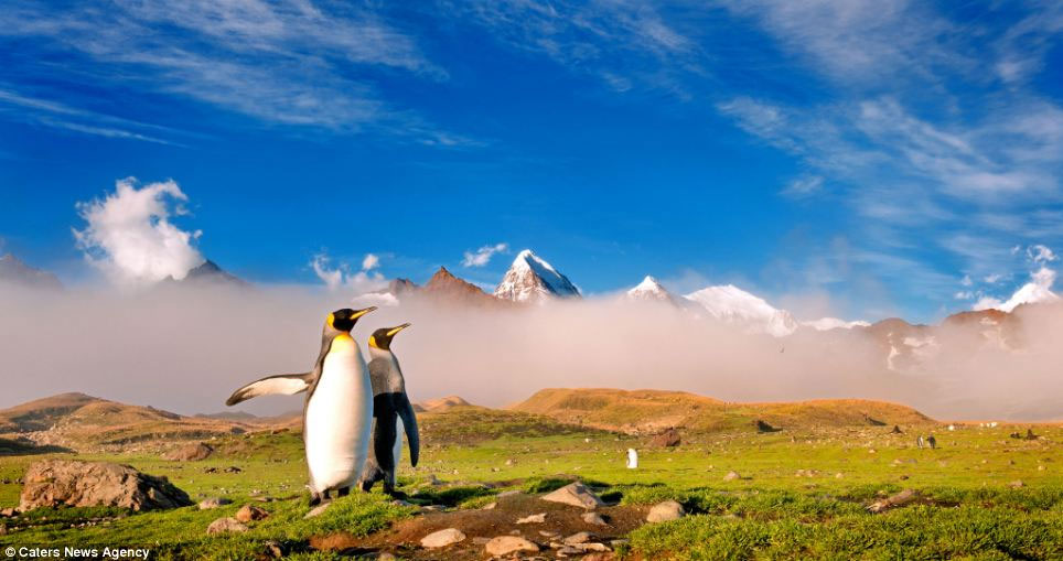 Picture 2 of The penguin swarms on the uninhabited island without ice
