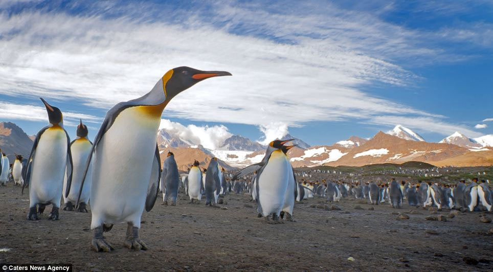 Picture 3 of The penguin swarms on the uninhabited island without ice