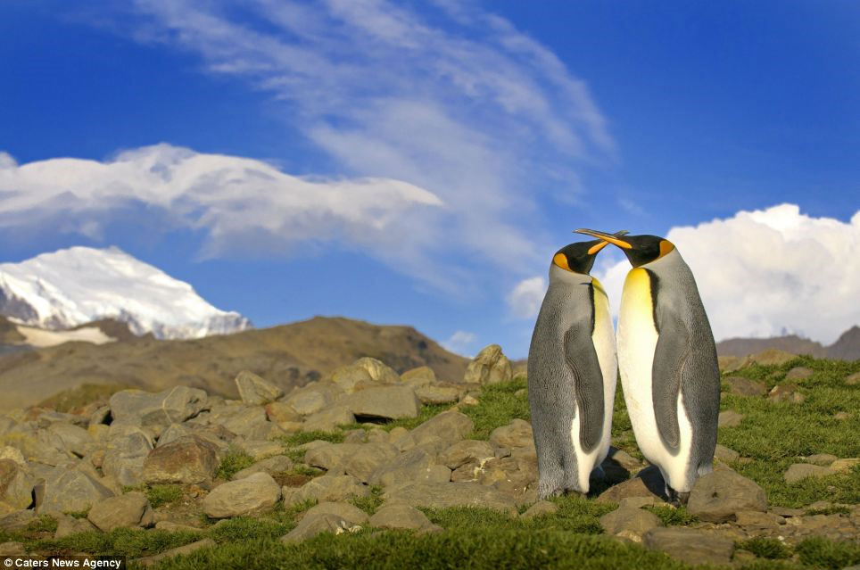 Picture 4 of The penguin swarms on the uninhabited island without ice