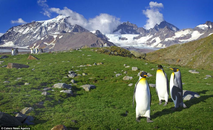 Picture 5 of The penguin swarms on the uninhabited island without ice