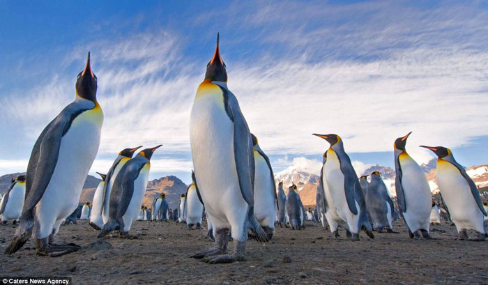 Picture 6 of The penguin swarms on the uninhabited island without ice