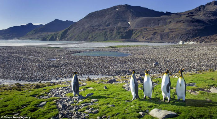 Picture 7 of The penguin swarms on the uninhabited island without ice