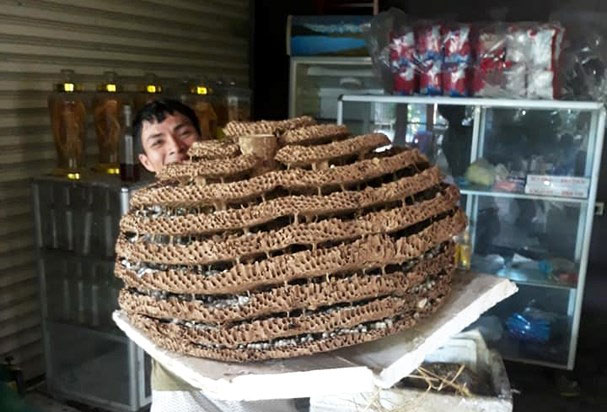 Picture 3 of The people hunted 10-storey beehive in the Nghe An-Lao border