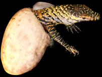 Picture 1 of The period of Komodo breeding does not require males