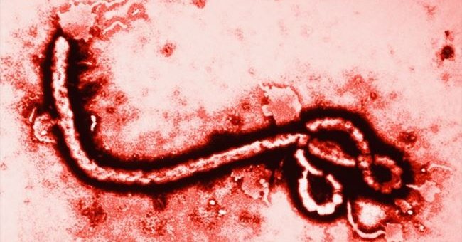 Picture 2 of The person with Ebola has never recovered, the Ebola virus has fooled us all