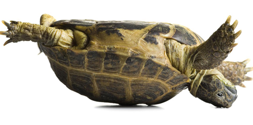 Picture 1 of The phenomenon of a belly-backed turtle turns itself over