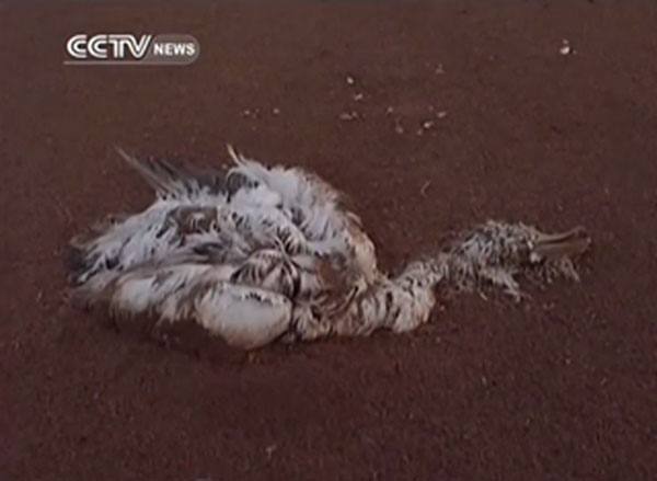 Picture 1 of The phenomenon of mysterious dead birds in China