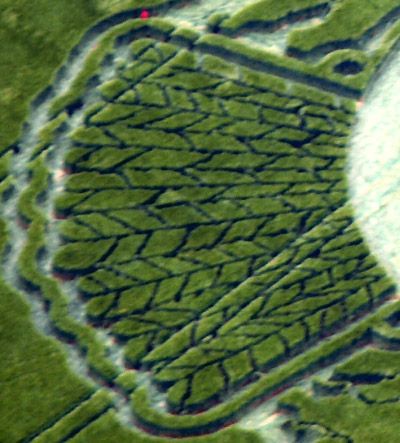Picture 8 of The phoenix circle appears in the field