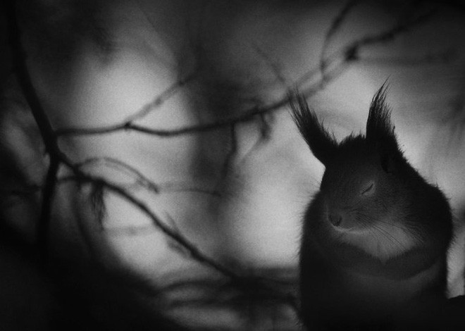 Picture 10 of The photo is the highest possible award at Wildlife Photographer of the Year 2017