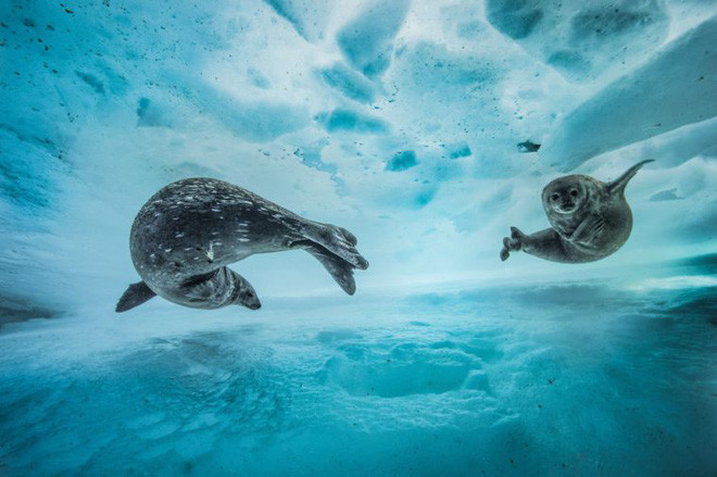 Picture 11 of The photo is the highest possible award at Wildlife Photographer of the Year 2017