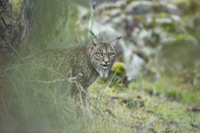 Picture 12 of The photo is the highest possible award at Wildlife Photographer of the Year 2017