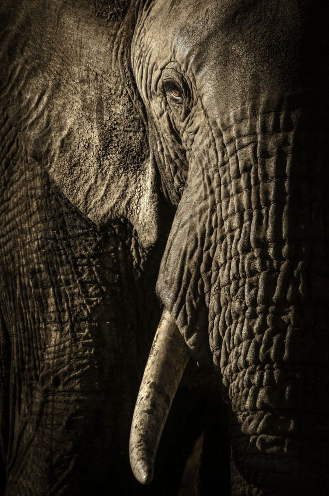Picture 14 of The photo is the highest possible award at Wildlife Photographer of the Year 2017
