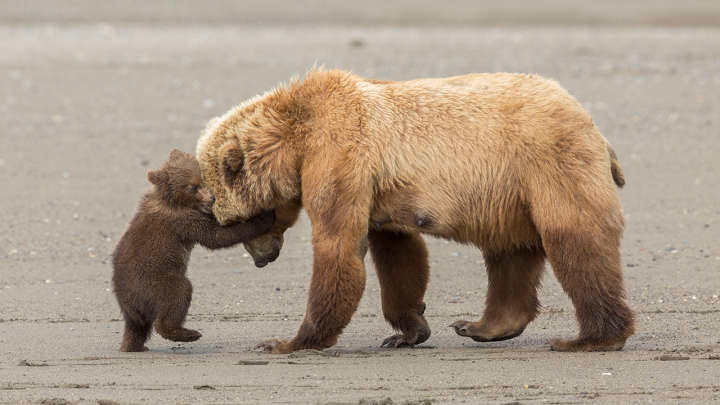 Picture 3 of The photo is the highest possible award at Wildlife Photographer of the Year 2017