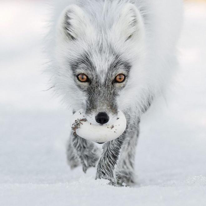 Picture 4 of The photo is the highest possible award at Wildlife Photographer of the Year 2017
