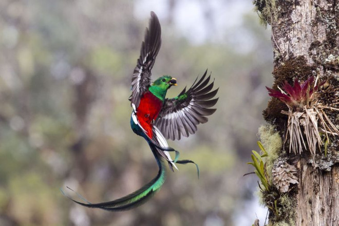 Picture 7 of The photo is the highest possible award at Wildlife Photographer of the Year 2017