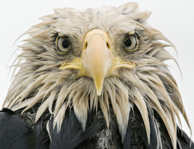 Picture 8 of The photo is the highest possible award at Wildlife Photographer of the Year 2017
