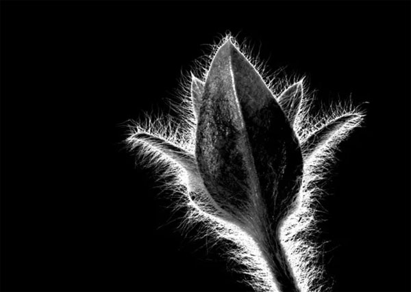 Picture 8 of The photos turned upside down to define light and darkness