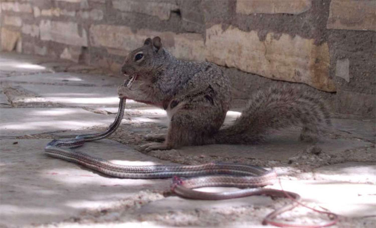 Picture 1 of The picture shows the scary face that few people know about gentle squirrels