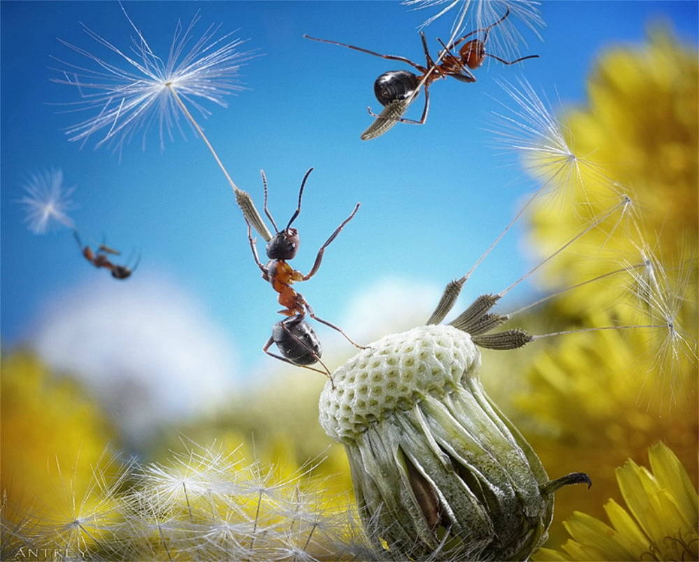Picture 1 of The pictures of ants masterpiece are amazing