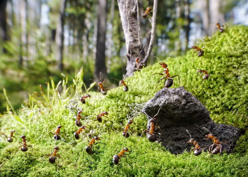 Picture 10 of The pictures of ants masterpiece are amazing