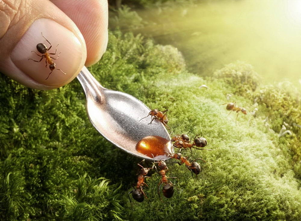 Picture 11 of The pictures of ants masterpiece are amazing