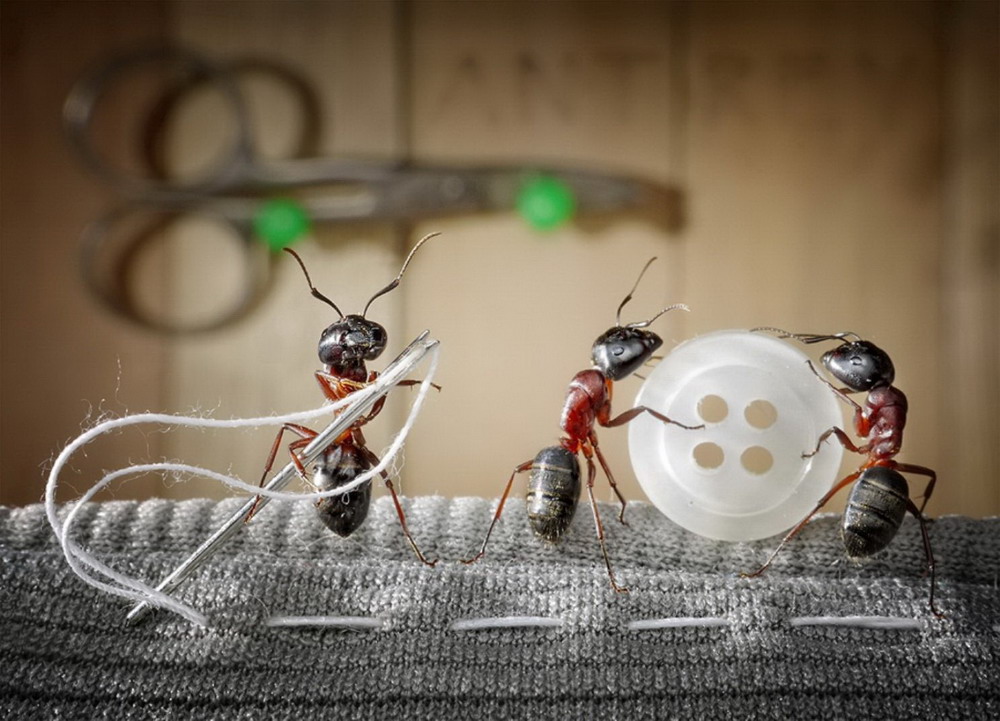 Picture 12 of The pictures of ants masterpiece are amazing