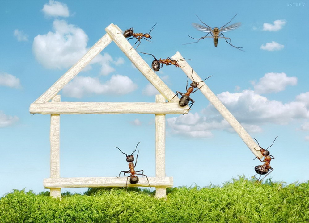 Picture 13 of The pictures of ants masterpiece are amazing