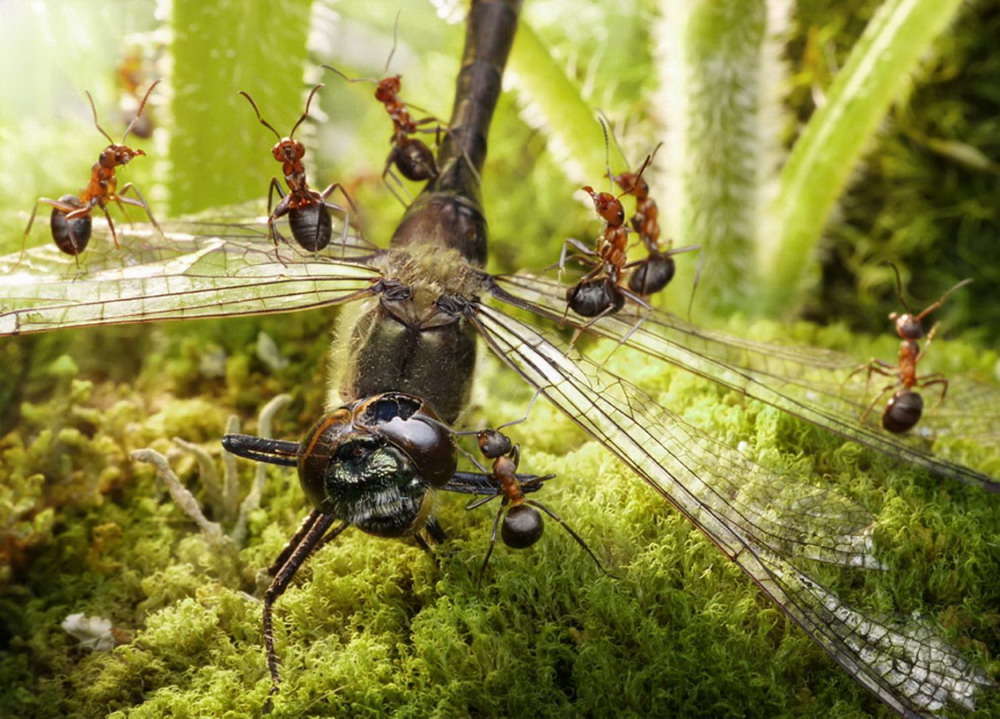 Picture 15 of The pictures of ants masterpiece are amazing