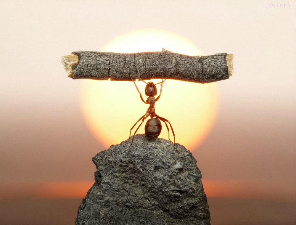 Picture 16 of The pictures of ants masterpiece are amazing