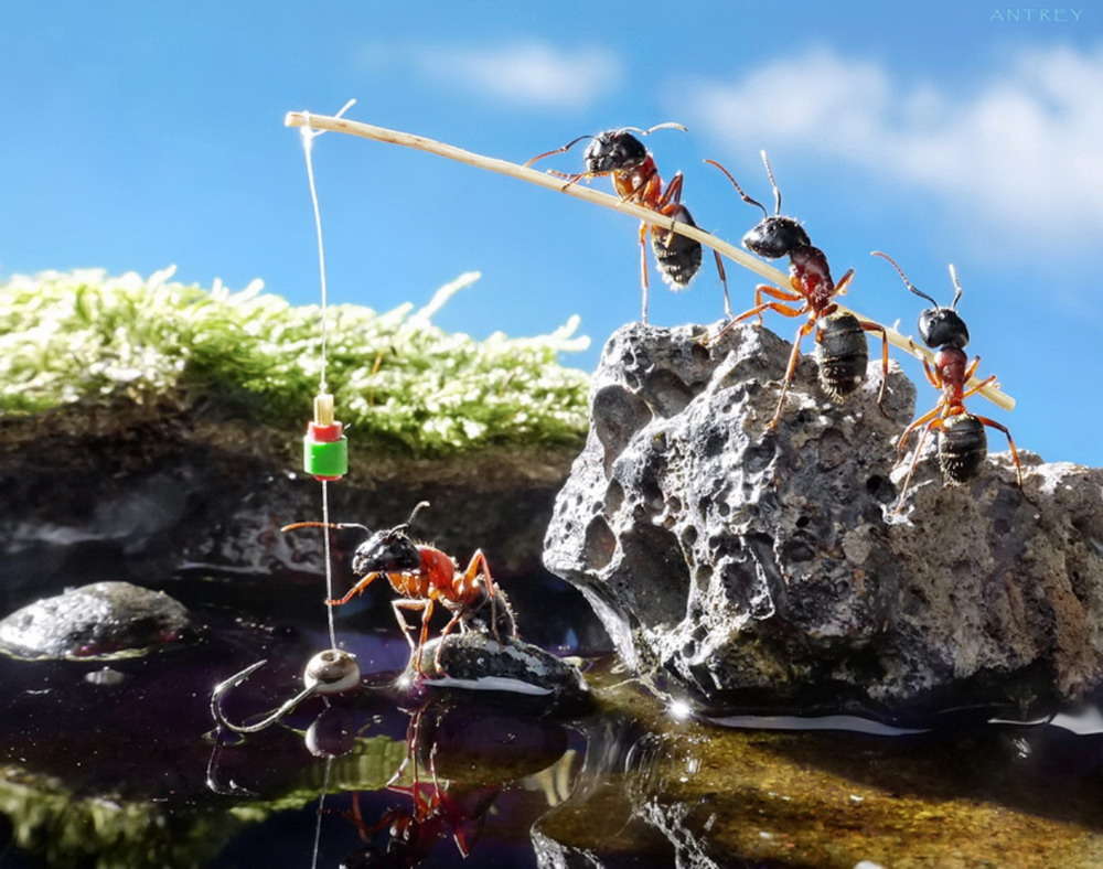 Picture 17 of The pictures of ants masterpiece are amazing