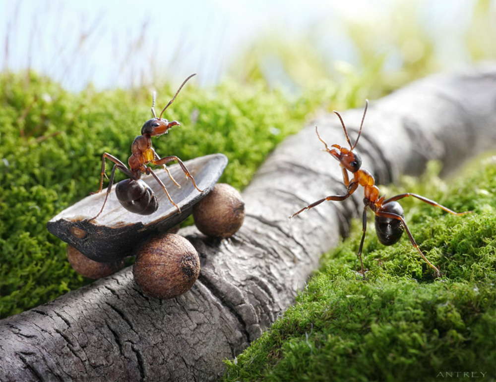 Picture 19 of The pictures of ants masterpiece are amazing