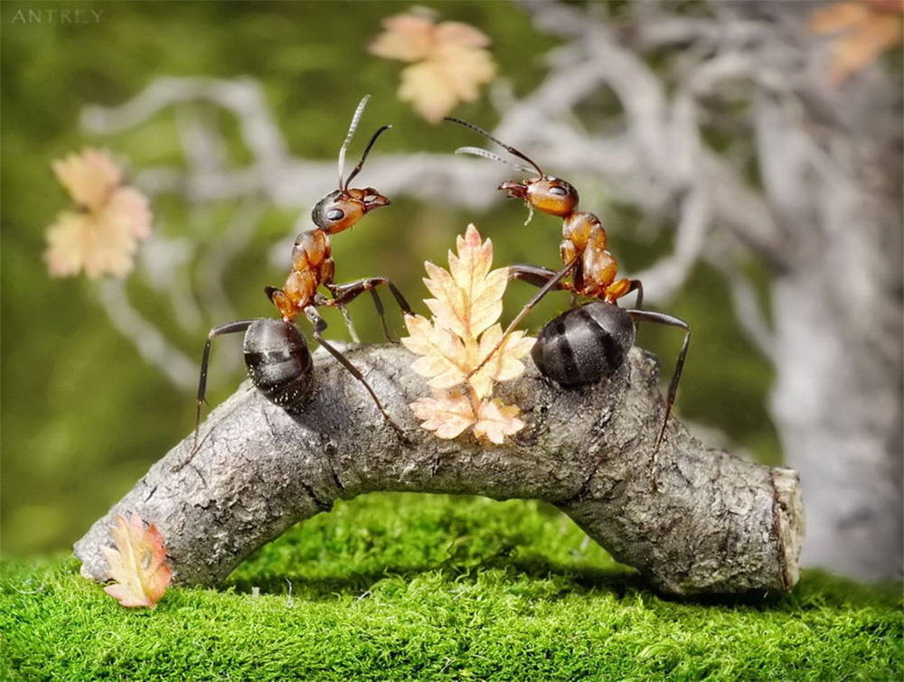 Picture 2 of The pictures of ants masterpiece are amazing