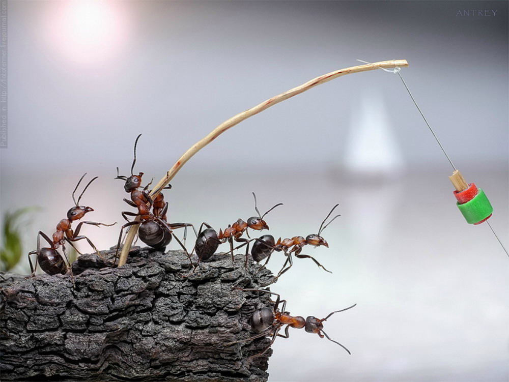Picture 20 of The pictures of ants masterpiece are amazing