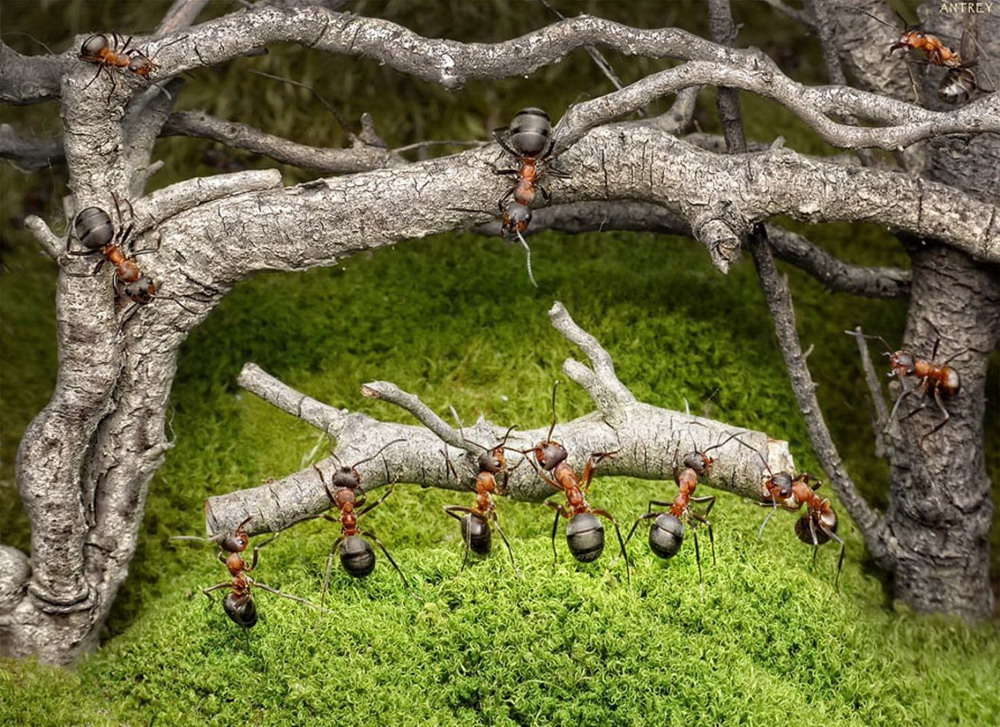 Picture 21 of The pictures of ants masterpiece are amazing