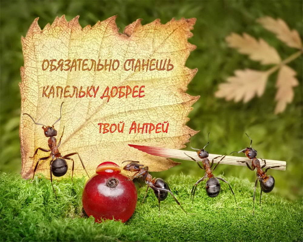 Picture 22 of The pictures of ants masterpiece are amazing