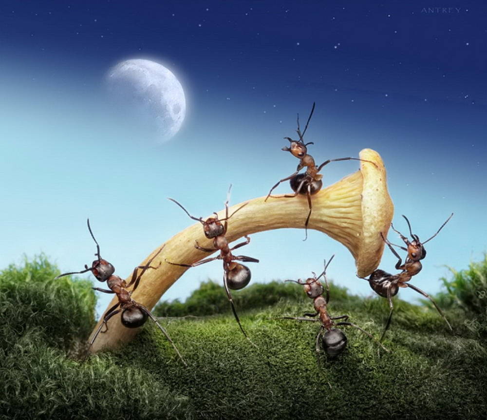 Picture 23 of The pictures of ants masterpiece are amazing