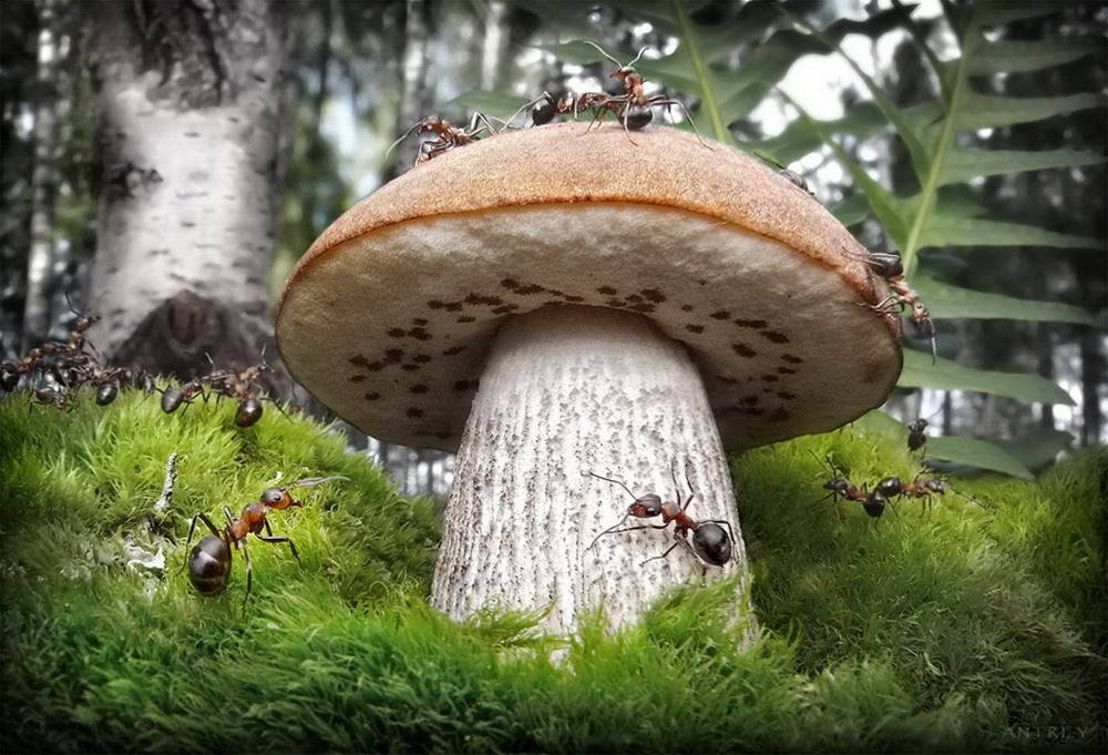 Picture 24 of The pictures of ants masterpiece are amazing