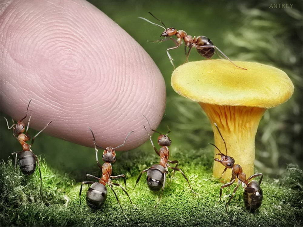 Picture 25 of The pictures of ants masterpiece are amazing