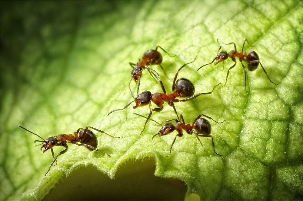 Picture 26 of The pictures of ants masterpiece are amazing