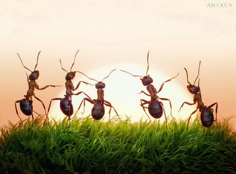 Picture 27 of The pictures of ants masterpiece are amazing