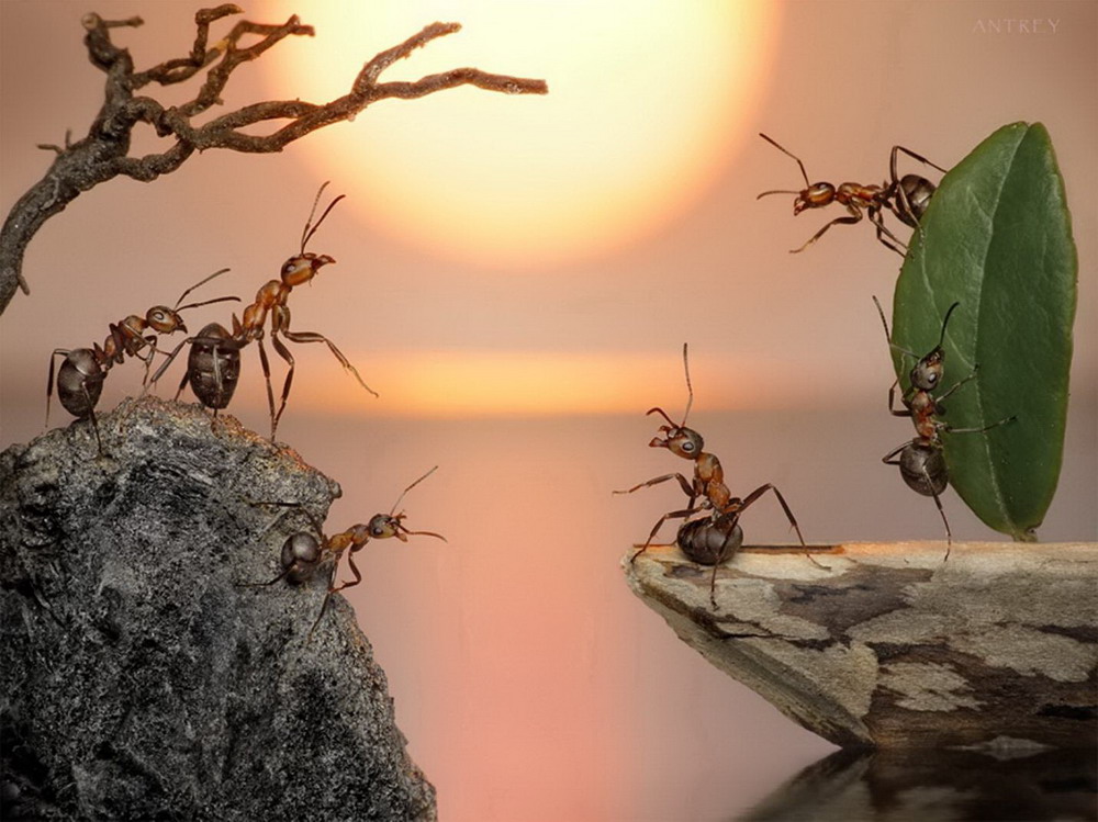 Picture 28 of The pictures of ants masterpiece are amazing