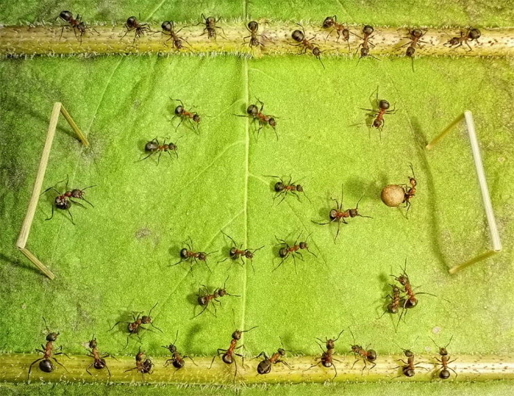 Picture 3 of The pictures of ants masterpiece are amazing