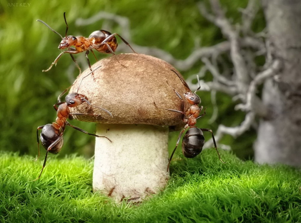 Picture 30 of The pictures of ants masterpiece are amazing