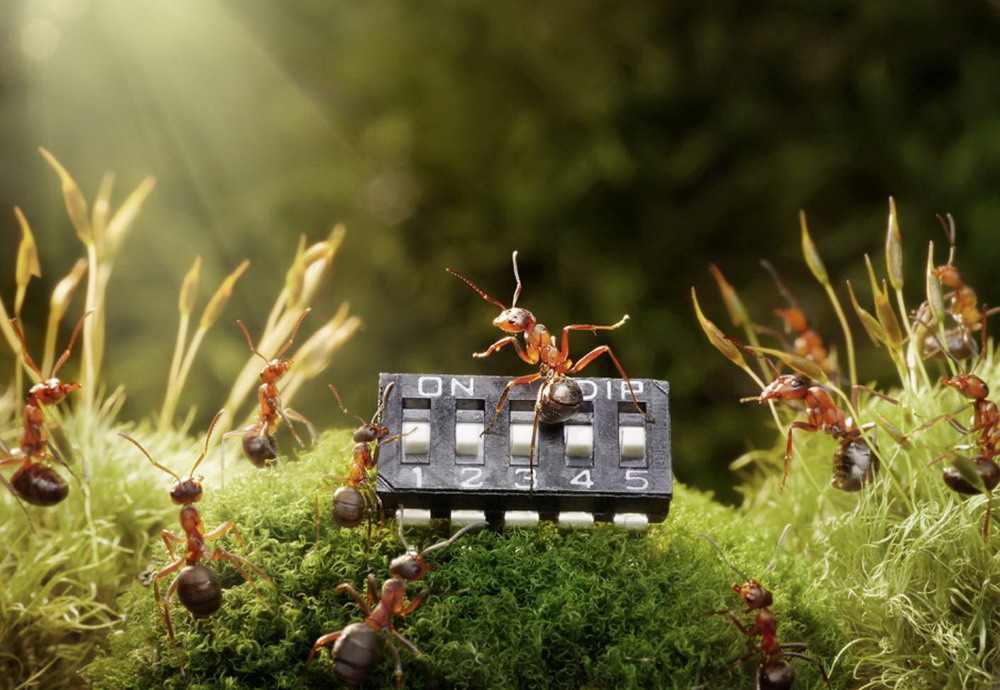 Picture 33 of The pictures of ants masterpiece are amazing