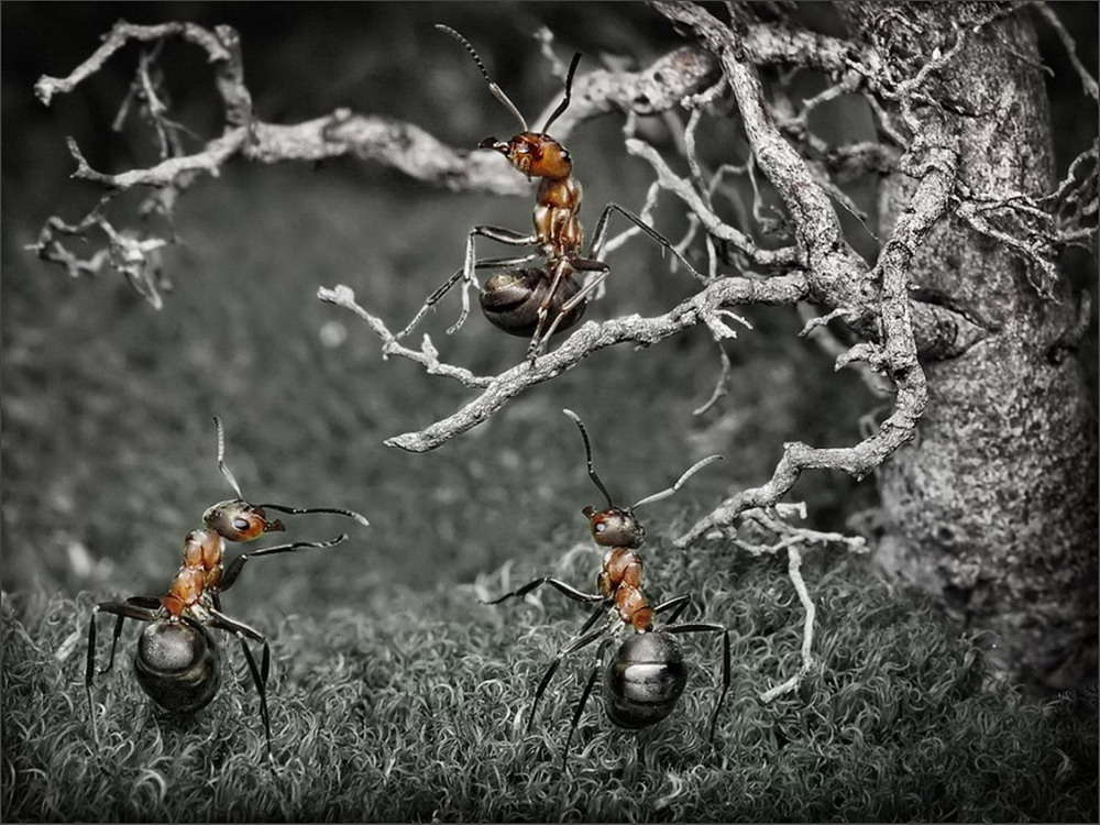 Picture 34 of The pictures of ants masterpiece are amazing