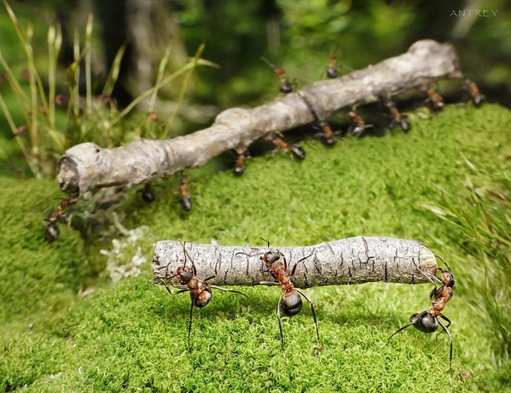 Picture 35 of The pictures of ants masterpiece are amazing