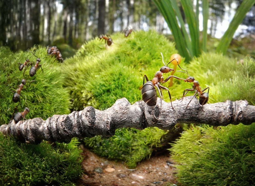 Picture 37 of The pictures of ants masterpiece are amazing