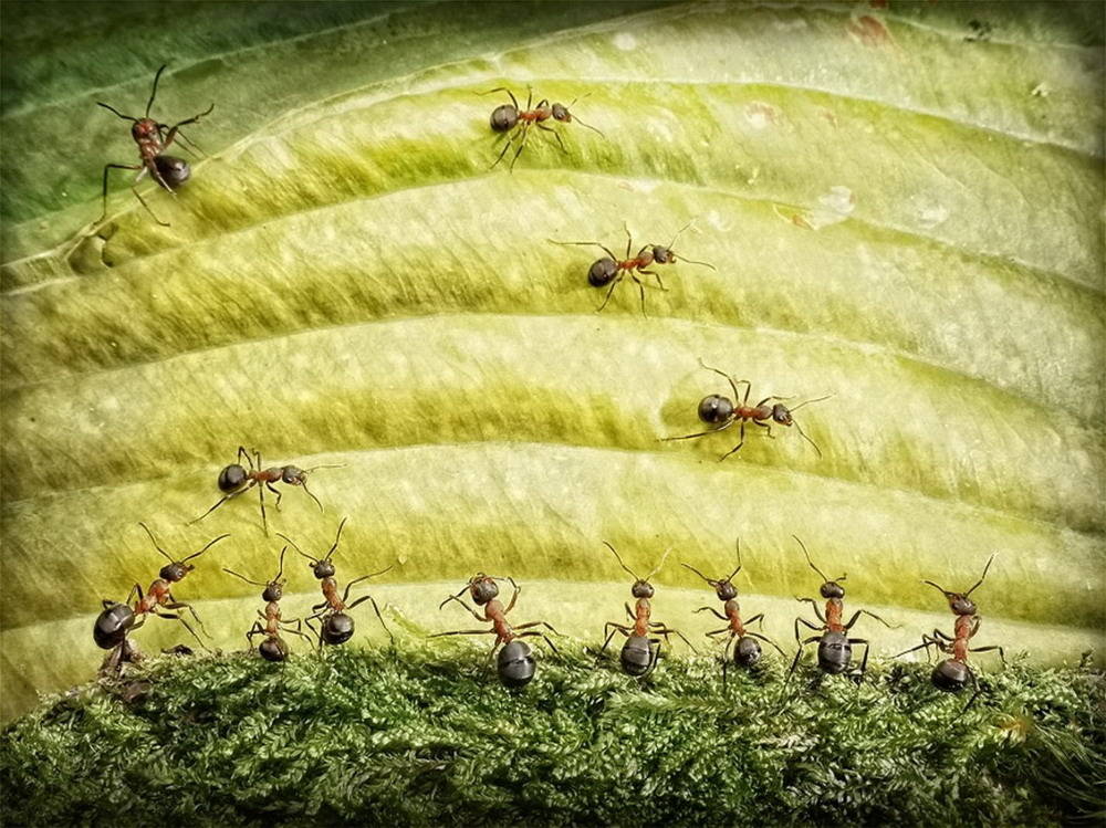 Picture 38 of The pictures of ants masterpiece are amazing