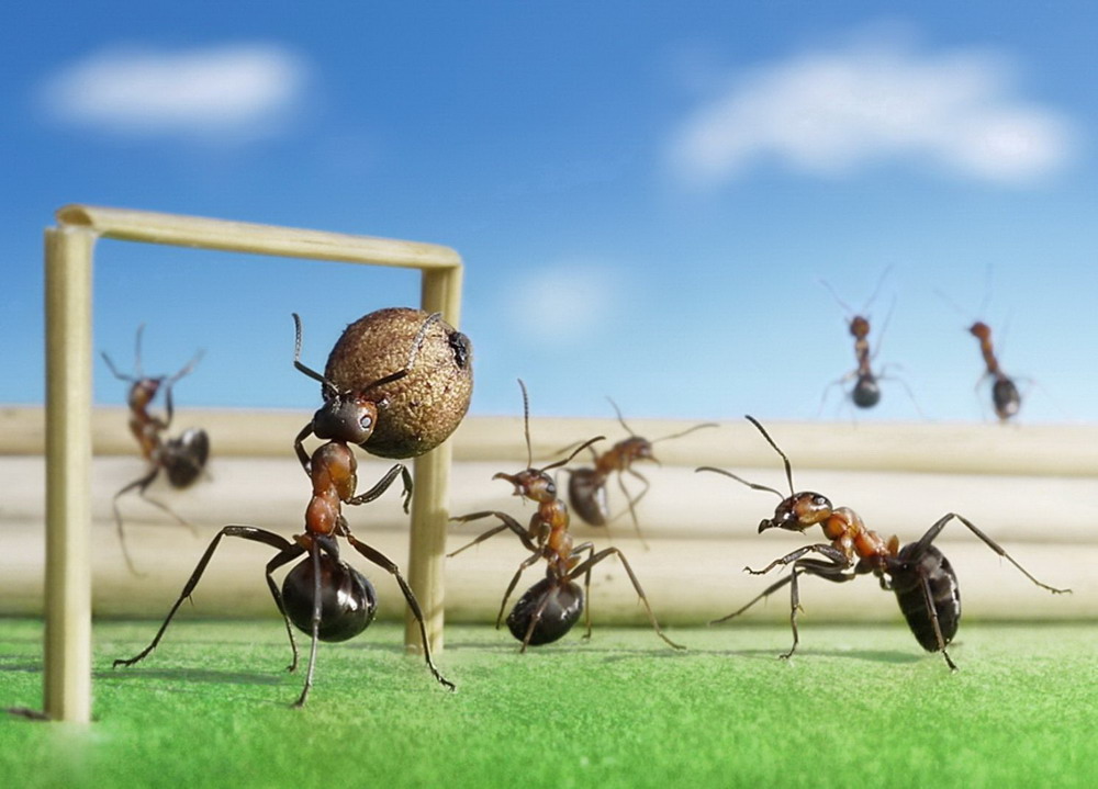 Picture 4 of The pictures of ants masterpiece are amazing